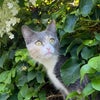 Photo 9: Belle our cat