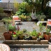 Photo 8: Shared back garden