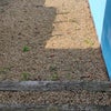 Photo 7: Garden