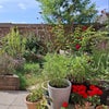 Photo 9: The garden this summer
