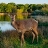 Photo 5: Richmond Park