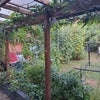 Photo 9: Our beautiful garden 