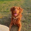 Photo 6: My lovely dog