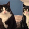 Photo 3: My cat
