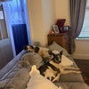 Photo 3: The Dogs
