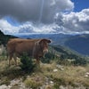 Photo 5: Thank you for reading my profile. Here's a cow.