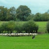 Photo 8: The Farm