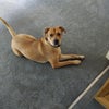 Photo 7: Dog