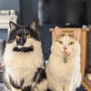 Photo 9: Cats