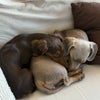 Photo 9: Winnie & stormy
