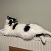 Photo 2: Panda 