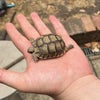 Photo 6: Baby tortoise 