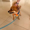 Photo 8: Other tenant's dog