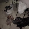 Photo 8: Our three dogs