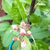 Photo 5: In the garden