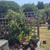 Photo 6: Garden