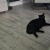 Photo 7: cat