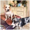 Photo 9: The dogs