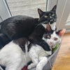 Photo 9: The cats, Snake and Kimi