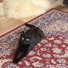 Photo 6: Our 3rd Flat-mate