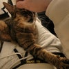 Photo 3: 'The cat'