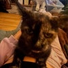 Photo 5: I love cats (and all animals)