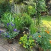 Photo 2: Garden 