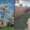 Photo 9: Front view and back garden