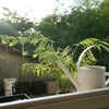 Photo 7: Tiny rooftop!