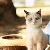 Photo 8: cat