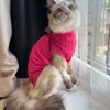 Photo 9: cat