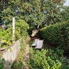 Photo 4: Garden