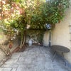 Photo 8: Back Garden