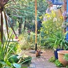 Photo 8: our garden with Sahara