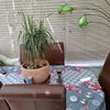 Photo 5: Conservatory