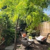 Photo 4: Woodland garden