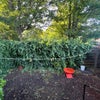 Photo 8: Shared Garden 