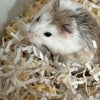 Photo 3: Milo- 3 months old