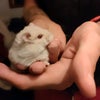 Photo 4: Fluffy, 5 months old