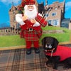 Photo 4: Small Black Dog