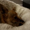 Photo 9: Family dog