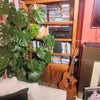 Photo 2: For music, vinyl, CD, book lovers!