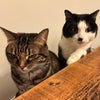 Photo 3: The cats!