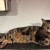 Photo 7: Delilah