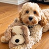 Photo 6: Pippa