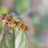 Photo 5: Marmelade Hoverfly