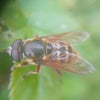 Photo 3: Peat Hoverfly