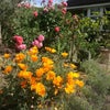 Photo 8: Corner of front garden