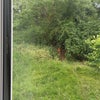 Photo 8: back garden