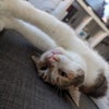 Photo 7: Izobella 